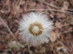 coltsfoot seeds