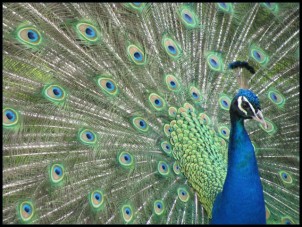 peacock in Prague