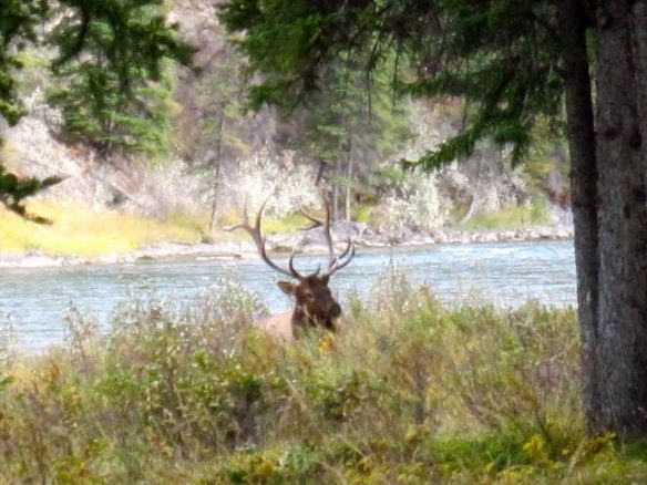 elk, Banff, Canada